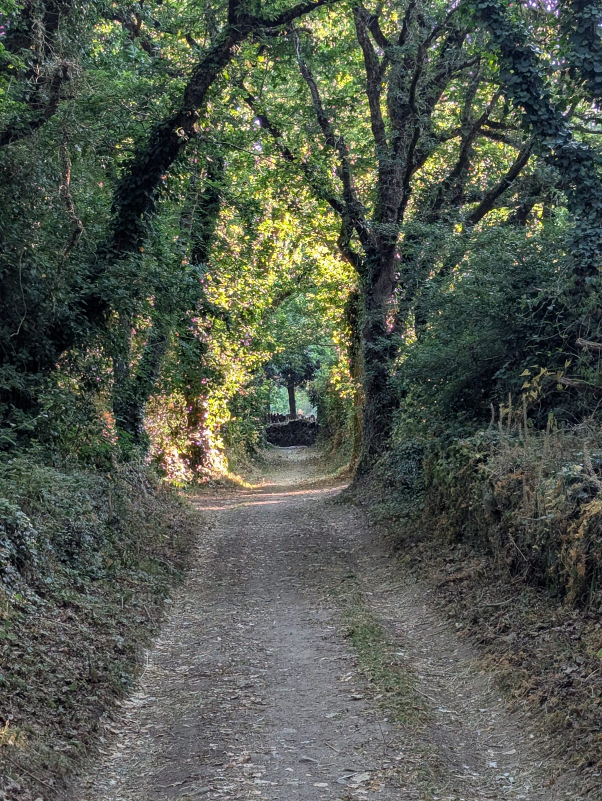 Sentier vers le golfe